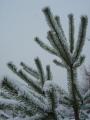img002.jpeg.small.jpeg