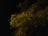 img013.jpeg.small.jpeg